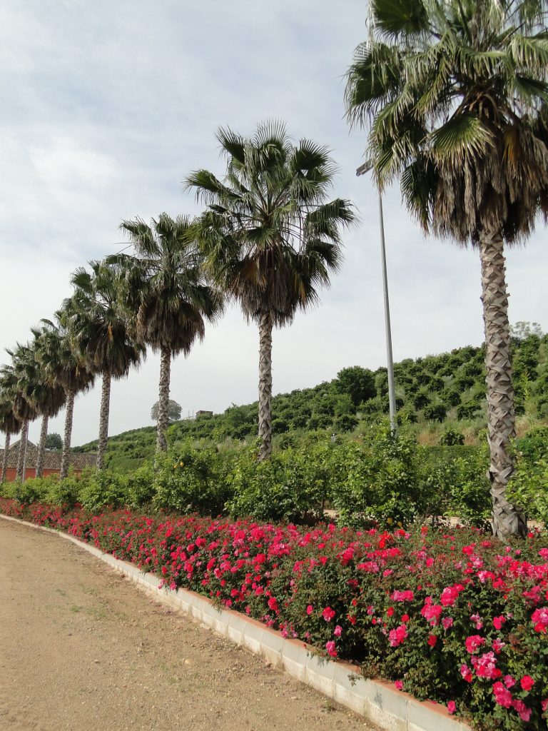 CON AIRE ANDALUZ (3)